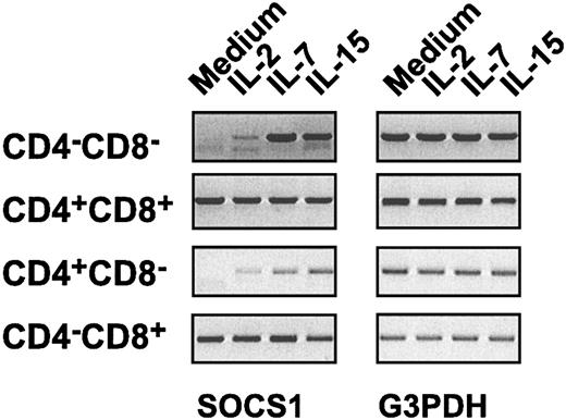 Figure 7. Differential induction of SOCS1 gene expression in thymocyte subsets. Sorted DN, DP, CD4+, or CD8+ thymocyte subsets from SOCS1-/-IFNγ-/- mice and SOCS1+/+IFNγ-/- controls were stimulated with indicated cytokines or were left untreated in medium alone. After 16 hours of incubation, total RNA was isolated and first-strand cDNA was synthesized. cDNAs encoding SOCS1 and G3PDH genes were amplified by PCR, as described in “Materials and methods.” The SOCS1 transcript was absent in SOCS1-/-IFNγ-/- cells (not shown).