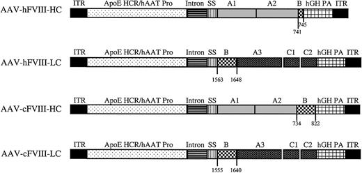 Figure 1. Map of AAV human and canine FVIII heavy- and light-chain vectors (AAV-hFVIII-HC, AAV-hFVIII-LC, AAV-cFVIII-HC, and AAV-cFVIII-LC). The regulatory regions in each vector are as follows: ITR indicates AAV inverted terminal repeat; ApoE-HCR, apolipoprotein E hepatic control region, hAAT, human alpha one antitrypsin promoter; intron, CMV-β-globin chimeric intron; hGH PA, human growth hormone poly A. The human heavy chain is composed of the A1 and A2 domains preceded by the FVIII signal sequence, SS. The hFVIII-HC is followed by 5 aa (741-745) of the B-domain. The cFVIII-HC construct is identical except in addition to the regulatory and FVIII elements in the human construct, the cFVIII-HC construct is followed by 89 aa of the upstream B-domain (734-822). The human and canine light chain constructs are preceded by 86 aa of the B-domain, then the A3, C1, and C2 regions.