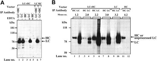 Figure 4. Characterization of hFVIII expressed in vivo. (A) Immunoprecipitation from plasma. At 6 weeks after vector injection, plasma from Hem-A/Rag1 mice was harvested and pooled. Of each plasma pool, 10 μL was brought up to 500 μL with PBS. Immunoprecipitation was performed as described in “Materials and methods.” Lanes 1-5: plasma from LC- and HC-treated animals. Lane 6: plasma from AAV-hFVIII-LC-alone–treated animals. Lane 7: plasma from AAV-hFVIII-HC-alone–treated animals. The immunoprecipitating antibodies used were as follows: lane 1, LC and HC antibodies; lane 2, LC antibody; lane 3, HC antibody; lane 4, LC antibody and 20 mM EDTA; lane 5, HC antibody and 20 mM EDTA; lane 6-7, HC and LC antibodies. (B) Immunoprecipitation from liver lysates. At 18 weeks after vector infusion, liver lysates were prepared from 50 mg tissue harvested from Hem-A/Rag1 mice and FVIII was immunoprecipitated as described in “Materials and methods.” Mice 1.2, 2.0, 2.2, and 3.0 were coinjected with 3 × 1011 vg/mouse of AAV-hFVIII-HC and AAV-hFVIII-LC; mice 3.2 and 4.2 were injected with 3 × 1011 vg/mouse of AAV-hFVIII-LC and AAV-hFVIII-HC, respectively. Samples in lanes 1, 3, 5, 7, 9, and 11 were immunoprecipitated with an anti–hFVIII-HC antibody, while lanes 2, 4, 6, 8, 10, and 12 were immunoprecipitated with an anti–hFVIII-LC antibody.