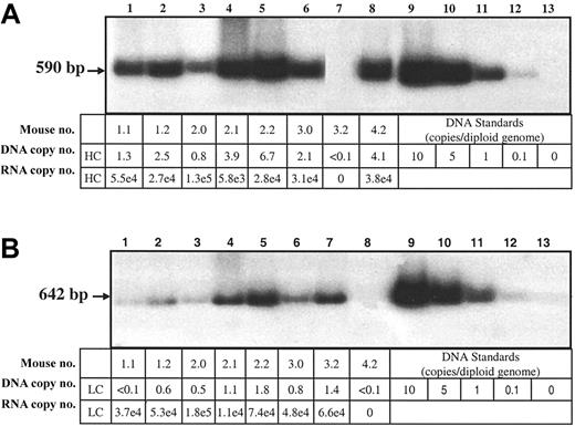 Figure 5. Southern and RT-QPCR analysis of transduced livers. Liver DNA from Hem-A/Rag1 mice was extracted 18 weeks after portal vein injection with 3 × 1011 vg AAV-hFVIII-HC and AAV-hFVIII-LC (samples 1.1, 1.2, 2.0, 2.1, 2.2, 3.0), AAV-hFVIII-LC (sample 3.2), or AAV-hFVIII-HC (sample 4.2). For the hFVIII-HC copy number determination, the DNA (10 μg) was digested with HindIII (A), while for the light chain copy number the DNA was digested with PstI (B). 32P-random primer labeled heavy- and light-chain probes were used for the respective blots. Heavy- and light-chain RNA levels were determined by RT-QPCR using heavy- and light-chain–specific primers and probes. The DNA copy numbers are expressed as copies per diploid genome. The RNA levels are expressed as copies/10 ng RNA and have been normalized to 1 DNA copy/cell by dividing by the DNA copy number that was determined by Southern blot analysis.