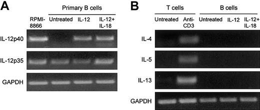 Figure 5. Effect of IL-12 on IL-12 and Th2-like cytokine expression by primary B cells. Purified primary B cells were treated for 48 hours with IL-12 or with IL-12 plus IL-18. The corresponding cDNA was amplified with IL-12 p40, IL-12 p35, IL-4, IL-5, and IL-13. The results of PCR product migration are shown in panels A and B. As controls, we used the RPMI 8866 B-cell line for IL-12 p40 expression and purified T cells activated with anti-CD3 for Th2-like cytokines.