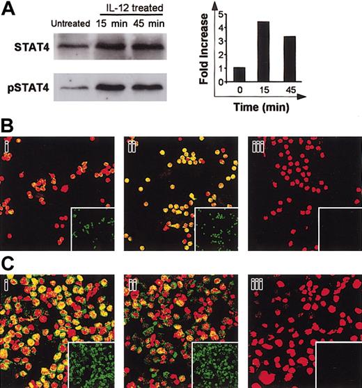 Figure 6. Effect of IL-12 on STAT4 activation. (A) Western blot. B cells were activated with IL-12 for 15 and 45 minutes and then lysed. Western blotting was performed with whole-cell lysates by using antiphospho-STAT4. Membranes were reprobed with anti-STAT4. To correct for variations in the amount of loaded proteins, values are expressed as pSTAT/STAT ratios. Phospho-STAT/STAT levels were determined by densitometric analysis, including correction for background (NIH Image software). Results are expressed as -fold increases versus untreated cells. (B) Confocal microscopy of primary B cells. B cells were activated with IL-12 for 15 minutes. They were then fixed, permeabilized, and stained with anti-STAT4 (i-ii; green) and propidium iodide (nuclear staining, red). Yellow spots indicate nuclear STAT4 localization. (Bi) Untreated cells; (Bii) IL-12-activated cells. The small squares show STAT4 staining (green) without superimposition. In control experiments, anti-STAT4 was replaced by a rabbit IgG isotypic control. (Biii) Isotypic control of IL-12-treated cells. (C) Confocal microscopy of the RPMI 8866 cell line. Cells were extensively washed then treated with neutralizing anti-IL-12 for 1 hour. Cells were fixed, permeabilized, and stained as described. (Ci) Untreated cells; (Cii) Anti-IL-12-treated cells; (Ciii) Isotypic control of untreated cells. For panels A to C, similar results were obtained in 2 other experiments. Original magnification, × 63.