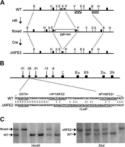 Figure 1. Site-directed mutagenesis of AP1/NFE2 binding sites in HS-26. (A) AP1/NFE2 binding sites (stars) are replaced with a neo gene, which is flanked by LoxP sites (triangles), through homologous recombination (HR). This is the floxed mutation. The selectable marker is removed by Cre-mediated recombination (Cre). This is the ΔNFE2 mutation. Solid boxes represent exons of the gene C16orf35. The restriction enzyme sites are StuI (S), HindIII (H), EcoRI (E), XbaI (X), Pst I (P), EcoRV (V), and Bgl I (B). (B) Murine α-globin locus with the sequence of the ΔNFE2 mutation. (C) Southern blot analysis of tail DNA from F2 mice. With HindIII, an external probe (▦) hybridizes to a 4.9-kb wild-type band (WT) or a 6.7-kb band (floxed). With XbaI, an internal probe (▨) hybridizes to a 1.8-kb band (WT) or a 2.4-kb band (ΔNFE2). The probes are shown in panel A.