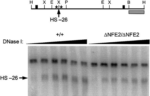 Figure 4. HS-26 is formed in the absence of AP1/NFE2 binding sites. (Top) Diagram of 4.9-kb wild-type HindIII DNA fragment. Cleavage at HS-26 yields a 3.6-kb band in Southern blots. The probe (▦) and other symbols are the same as in Figure 1. (Bottom) DNase I hypersensitivity in E14.5 fetal liver cells. Genotypes are indicated at the top.