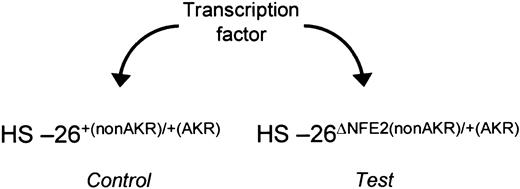 Figure 5. Assay for activators. In fetal liver cells from HS-26ΔNFE2(nonAKR)/+(AKR) embryos, the activity of the wild-type allele of HS-26 can be directly compared with the mutated allele, under different trans-acting conditions. This assay can be used to determine the ability of a transcription factor to function through the intact AP1/NFE2 binding sites.