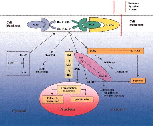 Figure 2. Ras-mediated signaling. Posttranslationally farnesylated Ras localizes to the cell membrane, where it interacts with its regulatory factors GAP and SOS. In its activated GTP-bound form, Ras is capable of mediating a variety of kinase pathways that ultimately govern cellular proliferation and survival.