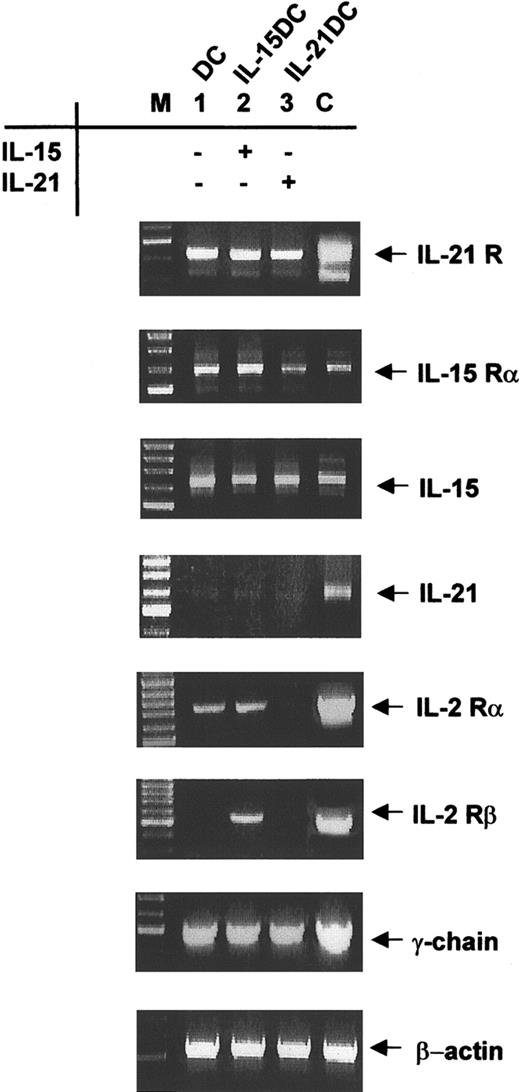 Figure 2. Expression of IL-15/IL-21 receptor components in DCs. Eight-day-cultured DCs (lane 1), IL-15DCs (lane 2), and IL-21DCs (lane 3) were analyzed by RT-PCR for mRNA expression of IL-21R, IL-15Rα, IL-15, IL-21, and IL-2Rα and β chains as well as for the common γ-chain. β-actin message expression was used to normalize the cDNA amount. To exclude contaminations all experiments were run with a mock PCR and found negative (not shown). The correct size of PCR product was assessed with a marker (M). As positive controls (C) for IL-21 and its receptor, cDNA from CD4+ T cells from C57BL/6 mice was isolated. For IL-15 and its receptor we used cDNA from L929 fibroblasts, and CTLL-2 cells were the positive reference for all IL-2R chains. One representative experiment of 5 is shown.