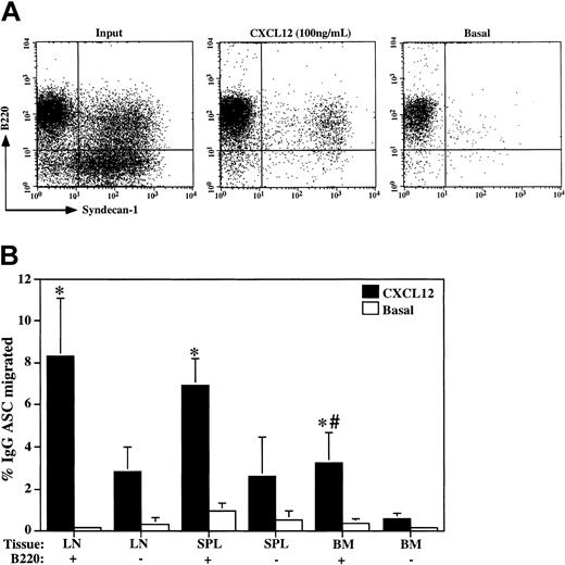Figure 5. Chemotaxis of IgG plasma cells in response to CXCL12 is limited to B220-positive plasma cells. (A) Chemotaxis assays in response to CXCL12 (100 ng/mL) were performed with CD5/Mac-1/IgM-depleted cervical lymph node cells. Overall, 7.53% ± 2.04% (n = 4) of input cells migrated toward CXCL12, whereas only 0.81% ± 0.49% (n = 4) migrated toward media alone (Basal). Input and migrated cells were analyzed by flow cytometry for the expression of B220 and syndecan-1 to identify plasma cell subsets. A representative experiment of 4 is shown. (B) Cervical lymph node (LN), spleen (SPL), and bone marrow (BM) cells were separated into B220-positive (+) and B220-negative (-) fractions as in Figure 1B prior to the CXCL12 (100 ng/mL) chemotaxis assays. The number of IgG plasma cells in the input and migrated populations for each fraction was determined by ELISPOT (n = 6), and the percentage migrated was calculated (mean ± SD). The (*) indicates statistical difference between B220-positive and B220-negative within each tissue. The (#) indicates statistical difference between the BM B220-positive fraction and B220-positive fractions from LN or SPL. A representative experiment of 3 is shown.