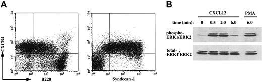 Figure 6. CXCR4 surface expression and signaling are maintained in B220-negative plasma cells. (A) CD5/Mac-1/IgM-depleted cervical lymph node cells were examined by flow cytometry for surface expression of CXCR4 versus B220 and syndecan-1. A representative experiment of 2 is shown. (B) Purified B220-negative plasma cells from E/P-/- cervical lymph nodes were stimulated with CXCL12 (100 ng/mL) or PMA (10 nM) for the indicated times in unsupplemented RPMI at 37°C, and the presence of phosphorylated ERK1/ERK2 (p44/p42 MAP kinase) was then determined by Western blot as described in “Materials and methods.” Subsequently, the nitrocellulose membrane was stripped and reprobed to determine the presence of total ERK1/ERK2 protein. A representative experiment of 2 is shown.
