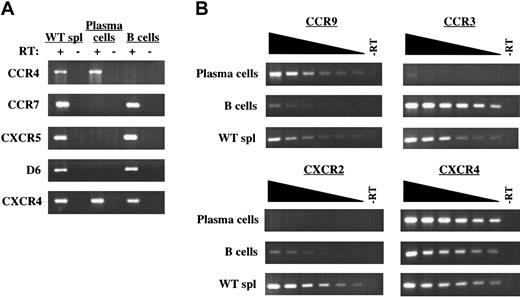 Figure 7. B220-negative plasma cells display a unique chemokine receptor mRNA expression profile. (A) mRNA expression for CCR4, CCR7, CXCR5, D6, and CXCR4 by B220-negative plasma cells from E/P-/- cervical lymph nodes and wild-type IgM+ B cells was determined by RT-PCR. The presence or absence of reverse transcriptase (RT) in the RT-PCR reactions is indicated. (B) Semiquantitative RT-PCR using 2-fold serial dilutions of input cDNA was used to determine the relative expression of CCR9, CCR3, and CXCR2 for plasma cells and IgM+ B cells. CXCR4 was included as a control for each cell type. WT whole spleen cells were used as a positive control for all genes in panels A and B. The complete mRNA expression profile of chemokine receptors examined is shown in Table 2. The results are representative of 4 plasma cell and 6 IgM+ B-cell isolations.