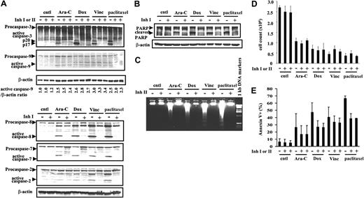 Figure 3. Effects of various drugs on caspase activation and cell death with or without caspase inhibitors. OCI-AML3 cells were treated with 2 μM Ara-C, 500 ng/mL Dox, 10 ng/mL vincristine (Vinc), or 50 ng/mL paclitaxel for up to 48 hours, with or without the caspase inhibitor IDN-1529 (Inh I) or IDN-1965 (Inh II) (20 μM). (A) Caspases-3, -9, -8, -7, and -2 processing at 48 hours, measured by immunoblotting. (B) Immunoblotting analysis of caspase-dependent PARP cleavage at 48 hours. (C) DNA fragmentation assay at 48 hours. (D) Cell counts at 48 hours. (E) Annexin V analysis at 48 hours. Results are expressed as mean ± SE. cntl indicates control.