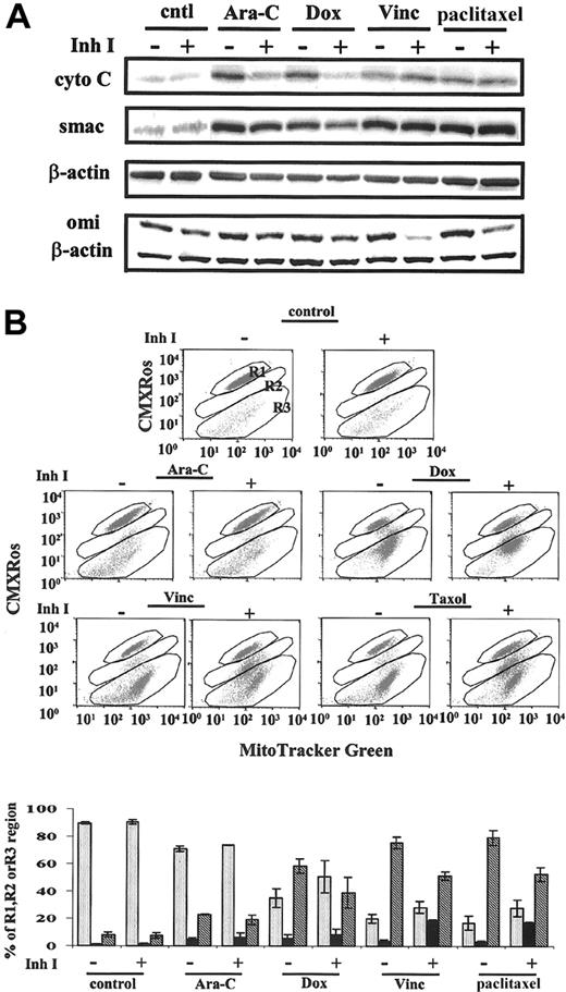 Figure 4. Effects of various drugs on mitochondria with or without caspase inhibitor IDN-1529. OCI-AML3 cells were treated with 2 μM Ara-C, 500 ng/mL Dox, 10 ng/mL vincristine (Vinc), or 50 ng/mL paclitaxel for up to 48 hours, with or without the caspase inhibitor IDN-1529 (Inh I) (20 μM). (A) Immunoblotting analysis of cytochrome c, Smac, and Omi releases from mitochondria. (B) Changes in mitochondrial membrane potential determined by CMXRos and MitoTracker green. cntl indicates control; R1, cells maintaining Δψm; R2, cells partially losing Δψm; R3, cells losing Δψm. Results are expressed as mean ± SE.