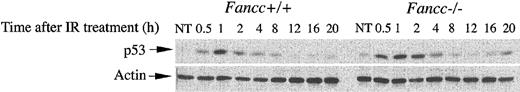 Figure 1. Evaluation of p53 protein in Fancc-/- cells. Radiation-induced p53 protein in Fancc-deficient cells. MEFs were treated with 10 Gy IR and cultured for the indicated time periods, and protein extracts (50 μg) were analyzed by Western blotting using antibody specific to p53. A representative of 3 independent experiments is shown. Total protein levels are normalized using actin as a control, shown in the bottom panel.