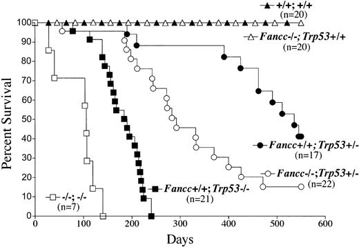 Figure 3. Fancc and p53 cooperate in the progression of tumorigenesis in mice. Mice that were deficient for Fancc and Trp53 were monitored long term (1.5 years) for tumors (107 total mice). Mice were killed at the observance of tumors or significant morbidity. A Kaplan-Meier plot of percent survival (y-axis) as a function of time (x-axis) is shown. The genotypes are indicated next to each plot. Statistical significance of differences in survival between the groups was assessed by log rank analysis: P < .0001 comparing Fancc+/+Trp53-/- to Franc-/-Trp53-/-, and P < .005 comparing Fancc+/+Trp53+/- to Fancc-/-Trp53+/-.