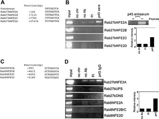 Figure 4. Rab27b may be a direct transcriptional target of NF-E2. (A) Four potential NF-E2 binding sites, here designated A-D, are identified between 1 kb upstream of the transcription start site (designated position +1) and the end of the first intron in the mouse Rab27b gene locus, using software that detects consensus matches in nucleotide sequence (http://www.genomatix.de/matinspector). (B) Chromatin immunoprecipitation (ChIP) analysis of primary MKs using p45 NF-E2 antibody indicates that NF-E2 is recruited to the A site of the Rab27b locus. PCR products were detected on ethidium bromide-stained agarose gels. Immunoprecipitating antibodies and conditions are indicated as follows: no chr indicates no chromatin; no Ab, none; p45, rabbit p45 NF-E2 antiserum; and PI, preimmune serum. The adjacent panels show an additional control with absence or presence of excess peptide antigen as a competitor in the immunoprecipitation and a histogram of quantitation of the visible bands in units of relative pixel density. The results shown are representative of 5 independent experiments. (C) Sequence and location of 4 potential NF-E2 binding sites, designated A-D, identified between 1 kb upstream of the transcription start site (designated +1) and the end of the first intron in the mouse Rab8 gene. (D) ChIP analysis of primary MKs using a different p45 NF-E2 antibody verifies that NF-E2 is recruited to the A site in the Rab27b promoter (quantified in the right panel) but not 2 kb upstream (Rab27bNFE2UP) or downstream (Rab27bNFE2DNS) in the locus or to potential sites in the Rab8 gene.