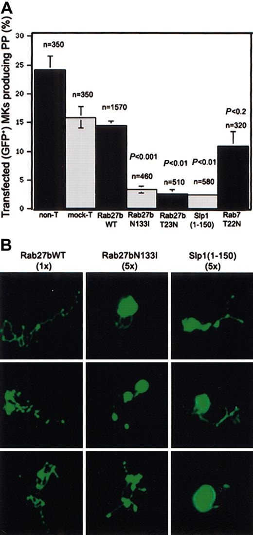 Figure 5. Transient overexpression of dominant-negative Rab27b mutants, including an Slp1 fragment, results in reduced numbers and length of proplatelet extensions. (A) Quantitative analysis of proplatelet formation (PPF) by fluorescence microscopy 18 to 24 hours following transfection of cultured (day 2.5) primary wild-type MKs using a biolistic “gene-gun” method. The first 2 bars indicate the frequency of PPF among untransfected and mock-transfected MKs under the experimental conditions. There is about a 5-fold decrease in PPF by MKs expressing GFP-tagged Rab27bN133I, Rab27bT23N, or Slp1 (1-150) compared with those expressing wild-type Rab27b. In contrast, MKs expressing GFP-Rab7T22N show a trivial and statistically insignificant decline in PPF. The number of GFP+ cells scored for each construct and the statistical significance (Student t test) of the numeric differences between wild-type (WT) and dominant-negative samples are indicated above the histogram bars. Data (shown as mean ± SD) are pooled from 3 to 6 independent experiments (for the different constructs), which gave consistent results. (B) Representative fluorescence micrographs (original magnification, × 200) of proplatelet-forming MKs reveal the significant shortening of proplatelet shafts in cells expressing GFP-tagged Rab27bN133I or Slp1(1-150). Cells transfected with the wild-type or dominant inhibitory constructs are deliberately shown at different magnifications (original magnifications × 1 vs × 5) to highlight the appearance of proplatelets observed in each case.