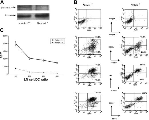 Figure 1. Notch-1-/- ES cells have reduced capacity to differentiate into DCs. (A) Whole cell lysates were prepared from Notch-1+/+ and Notch-1-/- ES cells, and the presence of Notch-1 protein was determined by Western blotting as described in “Materials and methods.” (B) Embryonic bodies were cultured with GM-CSF and IL-3 for 25 days, followed by a 5-day incubation with TNF-α. Cells were labeled with allophycocyanin (APC)–conjugated anti-CD11c, PE-conjugated anti-CD11b, and fluorescein isothiocyanate (FITC)–conjugated anti-IAb or anti–B7-2 antibodies. Three experiments with the same results were performed. (C) DCs were generated from ES cells as described, irradiated at 150 Gy, and cultured with lymph node (LN) cells from control allogeneic BALB/c mice at different ratios. Cell proliferation was measured in triplicates as described in “Materials and methods.” Values are the average ± SE from 2 experiments.