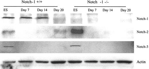 Figure 2. Notch family members expressed on different stages of ES cell differentiation. Whole cell lysates were prepared from ES cells or cells at different stages of differentiation. Western blot was performed using anti–Notch-1, -2, -3, and β-actin antibodies as described in “Materials and methods.” ES indicates embryonic stem cells cultured with LIF; day 7 and day 14, embryonic body development from ES cells for 14 days; day 20, ES cell DC generation for 6 days with GM-CSF and IL-3 after 14-day embryonic body development.