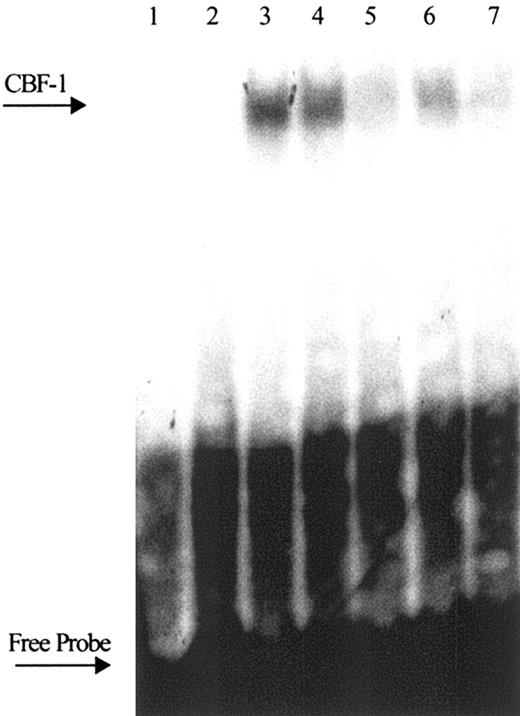 Figure 4. Activation of Notch-1 and Notch-2 by ligation with Jagged-1. HPCs were placed on 3T3-MSCV or 3T3-Jagged-1 fibroblasts for 5 hours; CD45+ cells were isolated and nuclear protein was extracted. CBF-1 binding to DNA was determined by EMSA. For blockade of CBF-1 binding 2 μg/lane nuclear protein was preincubated with specific antibodies against Notch-1 or Notch-1, for 30 minutes on ice prior to incubation with a α-32P probe. Fifty-fold excess of unlabeled “cold” wild-type probe competitor in sample from cells incubated with Jagged-1 fibroblasts (lane 1); samples from cells cocultured with control (lane 2) and Jagged-1 fibroblasts (lane 3); blockade of CBF-1–binding activity with control antibody against mouse I-Ad, k (lane 4), antibody against Notch-1 (lane 5), antibody against Notch-2 (lane 6), and combination of antibodies against Notch-1 and Notch-2 (lane 7). Two experiments with the same results were performed.