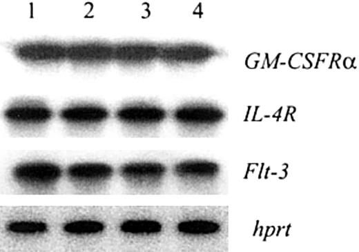 Figure 8. Jagged-1 ligation had no effect on the expression of GM-CSFRα, IL-4R, or Flt-3 in HPCs. Bone marrow–enriched HPCs were cultured with GM-CSF on control or Jagged-1 fibroblasts. After 48 hours or 72 hours of incubation CD45+ cells were isolated; RNA was extracted and used in reverse transcription-PCR followed by Southern blotting as described in “Materials and methods.” Lanes 1 and 2, HPCs cultured on 3T3-MSCV (1) or on 3T3-Jagged-1 (2) fibroblasts for 48 hours; lanes 3 and 4, HPCs cultured on 3T3-MSCV (3) or on 3T3-Jagged-1 (4) fibroblasts for 72 hours.