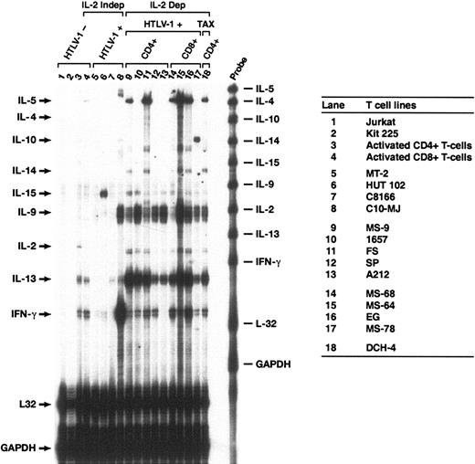 Figure 1. Multiprobe RNase protection analysis of cytokine mRNAs expressed in HTLV-1-infected and uninfected T cells. Total RNA was prepared from the cell lines shown in the right-hand panel. Lanes 1-4: uninfected T-cell lines and activated CD4+ and CD8+ T cells. Lanes 5-8: chronically infected T-cell lines that do not require IL-2 for growth. Lanes 9-17: HTLV-1-immortalized T-cell lines that require IL-2 for growth. Lane 18: T-cell line immortalized with a lentivirus vector encoding a Tax-YFP fusion protein. Cell surface phenotypes of the IL-2-dependent, HTLV-1-immortalized cells were CD4+ (lanes 9-13,18) or CD8+ (lanes 14-17). The probes used for RNase protection are shown on the right side of the gel and protected fragments are indicated by arrows on the left side. Probes for L32 and GAPDH mRNA were included as controls for mRNA quantity and quality. The figure shows results from a typical experiment, which was performed at least 3 times.