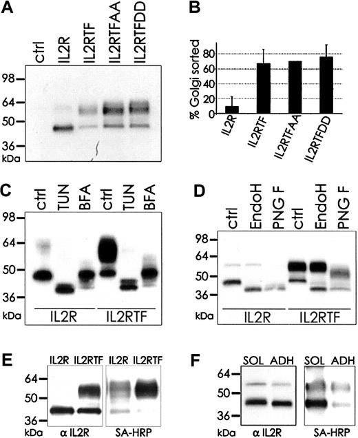 Figure 2. TF cytoplasmic domain–mediated apical sorting in endothelial cells is independent of phosphorylation. (A) IL-2R, IL-2R fused with wild-type TF cytoplasmic domain (IL2RTF), IL-2R chimeras with Ser253/258 mutation to Ala in the TF cytoplasmic domain (IL2RTFAA), and IL-2R chimeras with Ser253/258 mutation to Asp in the TF cytoplasmic domain (IL2RTFDD) were transduced by adenovirus into HUVECs and protein expression after 48 hours was detected by Western blotting with αIL-2R antibody. Untransduced cells (ctrl) do not express the murine IL-2R. (B) High–molecular weight (Golgi matured) versus low–molecular weight (unmodified) protein was quantified by densitometry and blotted as percentage of Golgi-matured protein. Mean and standard deviation from 3 independent experiments is shown. (C) Mobility differences of IL-2R and IL-2RTF are due to N-linked glycosylation. Glycosylation was blocked by incubation with 10 μg/mL tunicamycin (TUN) or 10 μg/mL brefeldin A (BFA) for 48 hours. IL-2R in untreated (ctrl) and treated cells was detected with αIL-2R antibody. (D) Deglycosylation of immunoprecipitated protein with Endo H or N-glycosidase F (PNG F) was followed by Western blotting with αIL-2R antibody. (E) IL-2R–and IL-2RTF–transduced HUVECs were apically biotinylated and immunoprecipitated with αIL-2R antibody (7G7B6). Efficiency of precipitation was determined by Western blotting with αIL-2R (left) and biotinylation was detected by streptavidin-HRP (SA-HRP, right). (F) IL-2R–transduced cells were biotinylated as monolayer (ADH) or in solution (SOL), immunoprecipitated and resolved by SDS–polyacrylamide gel electrophoresis (SDS-PAGE) for subsequent Western blot analysis with αIL-2R (left) and SA-HRP (right).