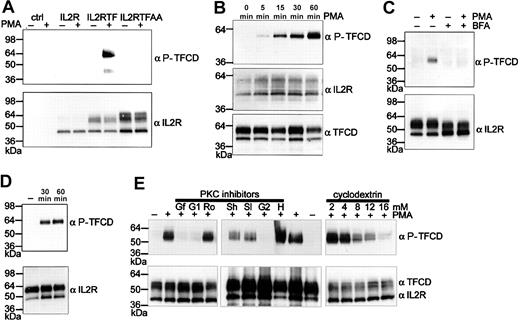 Figure 3. Phosphorylation of the TF cytoplasmic domain in the absence of the autologous extracellular domain requires Golgi sorting. (A) Endothelial cells were untransduced (ctrl) or transduced 48 hours earlier with IL-2R, IL-2RTF, or IL-2RTFAA. Cells were stimulated with 20 ng/mL PMA for 1 hour and lysed with sample buffer for Western blotting with 1 μg/mL phosphorylation-specific anti-TF cytoplasmic domain antibody (αP-TFCD) and with αIL-2R antibody as loading control. (B) Time course experiment of PMA-stimulated endothelial cells expressing IL-2RTF. Loading was controlled by Western blotting with αTFCD antibody to the unphosphorylated TF cytoplasmic domain. (C) Disruption of Golgi transport by BFA prevents TF cytoplasmic domain phosphorylation. Note the difference in glycosylation of IL-2RTF in BFA-treated cells. (D) Phosphorylated TF cytoplasmic domain is expressed on the apical surface of endothelial cells. IL-2RTF–transduced HUVECs were stimulated with PMA for the indicated times. After surface biotinylation at 4°C, IL-2RTF was sequentially precipitated with αIL-2R antibody and streptavidin beads followed by Western blot analysis with αIL-2R or αP-TFCD antibodies. (E) PMA-induced phosphorylation of the TF cytoplasmic domain is dependent on PKCα and membrane composition. Cells were pretreated with the indicated concentrations of the cholesterol-depleting reagent methyl-β–cyclodextrin (cyclodextrin) or with the indicated kinase inhibitors for 30 minutes. PKC inhibitors were used at the following concentrations: 100 nM GF109203X (Gf), 1 μMGö6976 (G1), 6 μM Rottlerin (Ro), 2 μM Hispidin (H), 1 μMGö6983 (G2), and different concentrations of Safingol at 50 μM (Sl) or 200 μM (Sh). After PMA induction for 1 hour, cells were lysed in 2 × reducing sample buffer and Western blot analysis was performed with αP-TFCD and αIL-2R antibodies. In the middle panel, αTFCD antibody was used as loading control instead of αIL-2R.
