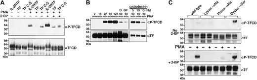 Figure 4. PMA-induced cytoplasmic domain phosphorylation in full-length TF. (A) IL-2RTF, TF, and cytoplasmic domain–mutated TF (Cys245Ser, TF C-S) transduced HUVECs were either incubated with 2-BP as indicated (+) immediately after transduction or were incubated without 2-BP (-). Forty-eight hours after transduction cells were either left untreated (-) or were stimulated for 1 hour with 20 ng/mL PMA (+). Cells were lysed in 2 × reducing sample buffer and Western blot analysis was performed with αP-TFCD and αTFCD antibodies. (B) TF C-S–transduced cells were preincubated with the indicated concentrations of methyl-β–cyclodextrin (cyclodextrin) or 100 nM GF109203X (GF) for 30 minutes. D indicates desensitation with 20 ng/mL PMA for 24 hours before PMA induction for the indicated times. Cells were lysed in 2 × reducing sample buffer and Western blot analysis was performed with αP-TFCD and αTF antibodies. (C) Wild-type TF and cytoplasmic domain mutants of TF (Lys255Ala, Pro259Ala, and Cys245Ser) were expressed in HUVECs. Immediately after transduction cells were incubated with 2-BP (bottom) or not treated (top) for 48 hours. After PMA induction for 1 hour, cells were lysed in 2 × reducing sample buffer and Western blot analysis was performed with αP-TFCD and αTF antibodies.