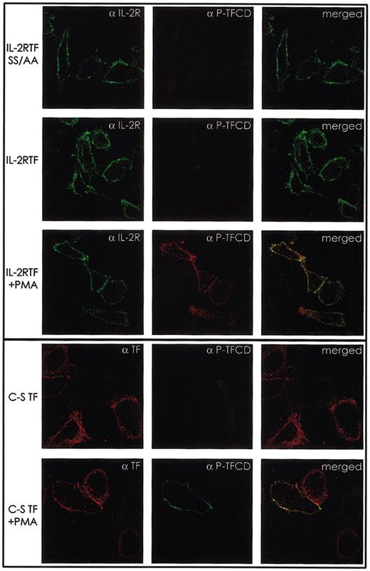 Figure 5. Phosphorylated TF is localized at the cell membrane. HUVECs were seeded on fibronectin-coated coverslips and transduced with IL-2RTF, IL-2RTF SS/AA (Ser253Ala/Ser258Ala), or the cytoplasmic domain mutant of full-length TF virus C-S TF (Cys245Ser). Forty-eight hours after transduction the cells were either left untreated or incubated for 1 hour with 20 ng/mL PMA (+PMA) prior to staining with directly labeled αTF 10H10 F(ab′)2-TRITC (TF) or mouse αIL-2R (7G7B6) followed by αmouse IgG-TRITC and rabbit αP-TFCD followed by αrabbit IgG-FITC antibodies for confocal laser scanning microscopy. Original magnification, × 60.