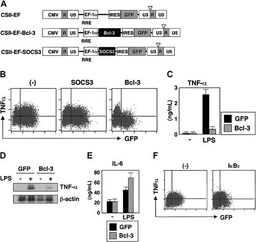 Figure 2. Lentiviral introduction of Bcl-3 results in reduced LPS-induced TNF-α production in macrophages. (A) Schematic drawings of the lentivirus vector containing a murine Bcl-3 or SOCS3 gene cassette. (B) RAW cells were infected with lentivirus expressing Bcl-3/GFP or SOCS3/GFP. After infection for 24 hours, RAW cells were washed and additionally incubated for 2 days. The cells were then stimulated with LPS (10 ng/mL) for 6 hours, intracellularly stained for TNF-α, and analyzed by flow cytometry. (C) GFP-positive cells were collected with FACS, and stimulated with IFN-γ (30 ng/mL) and LPS (10 ng/mL) for 24 hours. The concentration of TNF-α in the culture supernatants was determined by ELISA. Error bars indicate SD. (D) GFP-positive cells (GFP alone and Bcl-3/GFP) were purified and stimulated with LPS (100 ng/mL) for 4 hours, and then total RNA extracts were analyzed for the mRNA expression of TNF-α. Hybridization with the β-actin probe confirmed even loading of RNA in each lane. (E) GFP-positive cells were stimulated with IFN-γ (30 ng/mL) and LPS (10 ng/mL) for 24 hours. The IL-6 concentration in the culture supernatants was measured by ELISA. Error bars indicate SD. (F) RAW cells were infected with a lentivirus expressing IκBϵ/GFP. After infection for 24 hours, RAW cells were washed and additionally incubated for 2 days. The cells were then stimulated with LPS (10 ng/mL) for 6 hours and analyzed for intracellular production of TNF-α by flow cytometry.