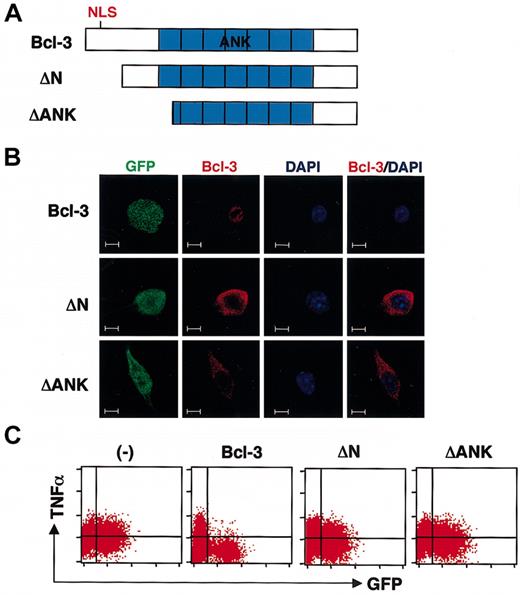 Figure 3. Nuclear-localized Bcl-3 inhibits the LPS response in macrophages. (A) Schematic structures of the deletion mutants of Bcl-3. ΔN lacks the N-terminal nuclear localization signal. ΔANK lacks the N-terminal 154 residues including the first ankyrin repeat. (B) Lentivirus-infected RAW cells (green) were stained with anti-Bcl-3 (red) and DAPI (blue), and analyzed by confocal microscopy. Scale bar: 2 μm. (C) Lentivirus-infected RAW cells were stimulated with LPS (10 ng/mL) for 6 hours, stained with anti-TNF-α, and analyzed by flow cytometry.