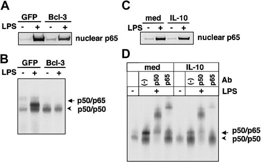 Figure 4. Impaired NF-κB activity in Bcl-3-transduced and IL-10-pretreated macrophages. (A) Western blot showing the nuclear expression of p65 subunit of NF-κB after LPS stimulation (1 hour) in RAW cells transduced with GFP alone or Bcl-3/GFP. (B) RAW cells transduced with GFP alone or Bcl-3/GFP were stimulated with LPS and nuclear extracts were subjected to EMSA. There are 2 types of NF-κB binding to the probe, p50/p65 heterodimers and p50/p50 homodimers, indicated by the arrow and arrowhead, respectively. (C) Western blot showing the nuclear expression of p65 before and 60 minutes after LPS stimulation in nonpretreated (med) and IL-10-pretreated (IL-10) RAW macrophages. (D) RAW cells were pretreated with 10 ng/mL IL-10 for 18 hours and stimulated with 10 ng/mL LPS for 60 minutes. Nuclear extracts were subjected to EMSA using the NF-κB binding site of the TNF-α promoter as a probe. The specificities of the shifted bands were determined by adding specific Abs to p50 (arrow) and p65 (arrowhead). Similar results were observed in mouse peritoneal macrophages.