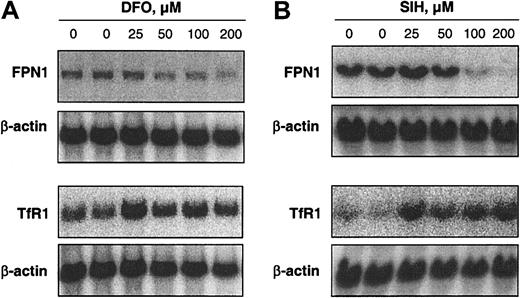 Figure 1. Iron depletion decreases FPN1 mRNA levels in J774 macrophages. Northern analysis of FPN1 and TfR1 mRNA expression in J774 cells incubated for 20 hours in the presence of DFO (A) or SIH (B) at the indicated concentrations. Total RNA was size-fractionated in a 1% agarose gel and transferred to a Nytran N membrane. The Northern blot was hybridized with either 32P-labeled murine FPN1 or rat TfR1 probe and then stripped and re-probed for β-actin. Hybridized probes were detected by PhosphorImaging (Quantity One Software; Bio-Rad). Results shown in each panel are representative of 2 independent experiments.