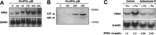 Figure 2. Iron loading increases FPN1 mRNA levels in J774 macrophages. (A) Northern analysis of FPN1 mRNA expression in J774 cells incubated with the indicated concentrations of Fe-NTA for 20 hours. Results shown are representative of 2 independent dose-response experiments. (B) Western analysis of ferritin in J774 cells incubated with the indicated concentrations of Fe-NTA for 20 hours (LFt indicates ferritin light chain; HFt, ferritin heavy chain). Proteins (200 μg) from cell lysates were separated by SDS-polyacrylamide gel electrophoresis (PAGE), blotted, and immunoblotted using antiferritin antibody as described in “Materials and methods.” The positions and masses of molecular weight markers (carbonic anhydrase and cytochrome c, 29 and 12 kDa, respectively) are indicated. Data are from a single experiment performed as a control to confirm previous results reported in the literature.36 (C) Northern analysis of FPN1 expression in cells treated for 8 hours in the presence (+Fe) or absence (-Fe) of 200 μM Fe-NTA and actinomycin D (1 μg/mL). The ratio of FPN1 signal intensity relative to β-actin is shown. Results shown are representative of 3 similar experiments.
