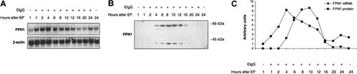 Figure 4. FPN1 mRNA and protein levels increase transiently after erythrophagocytosis (EP) by J774 macrophages. J774 cells (approximately 1 × 106) were incubated in the presence of 15 × 106 opsonized human erythrocytes (EIgG) for 1.5 hours. Noningested erythrocytes were lysed and removed, and incubation continued for the times indicated. (A) Northern analysis of FPN1. Results are from a single experiment using human erythrocytes and were similar to data from experiments using sheep erythrocytes (n = 2) and rat erythrocytes (n = 2). (B) Western blot analysis of FPN1. Results shown are representative of 2 independent experiments performed using human erythrocytes. (C) FPN1 mRNA levels normalized to β-actin (♦), and protein levels of the 65-kDa FPN1 band (▪) plotted as a function of time after EP.