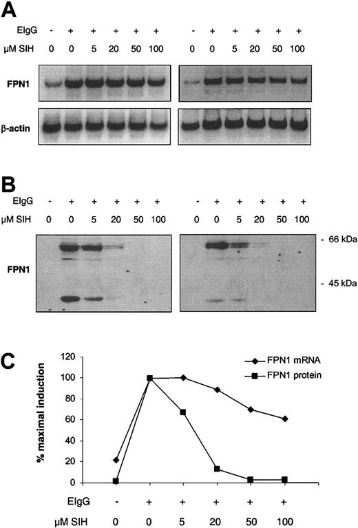Figure 5. Iron chelation suppresses the induction of FPN1 after erythrophagocytosis by J774 macrophages. J774 cells (approximately 1 × 106) were incubated in the presence (+) or absence (-) of 15 × 106 opsonized human erythrocytes (EIgG) for 1.5 hours. Noningested erythrocytes were lysed and removed, SIH was added at the indicated concentrations, and incubation was continued for 6 hours. (A) Northern analysis of FPN1. (B) Western blot analysis of FPN1. (C) FPN1 mRNA levels normalized to β-actin (♦), and protein levels of the 65-kDa FPN1 band (▪) plotted as a function of SIH concentration. A third independent experiment, in which FPN1 protein (but not mRNA) was measured, yielded similar results.