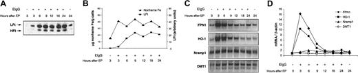 Figure 6. Changes in ferritin, nonheme Fe, and mRNA levels of FPN1, HO-1, Nramp1, and DMT1 after erythrophagocytosis (EP) by J774 macrophages. J774 cells (approximately 4 × 106) were incubated in the presence of 100 × 106 opsonized rat erythrocytes (EIgG) for 2 hours. Noningested erythrocytes were lysed and removed, and incubation was continued for the times shown. (A) Western analysis of ferritin (LFt indicates ferritin light chain; HFt, ferritin heavy chain). The position of murine LFt above that of HFt was determined previously in studies of MEL cells stably transfected with HFt.40 (B) Nonheme Fe (▴), and LFt (▪) levels plotted as a function of time after EP. (C) Northern analysis of FPN1, HO-1, Nramp1, and DMT1. (D) mRNA levels of FPN1 (♦), HO-1 (▪), Nramp1 (▴), DMT1 (○), all normalized to β-actin, plotted as a function of time after EP. Results shown in panels A-B are from a single experiment and confirm previously published data.7,41-43,45 Results shown in panels C-D are representative of at least 2 similar experiments.