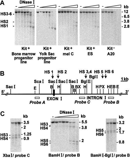Figure 1. DNase I hypersensitivity of Kit 5′-flanking, exon I, and first intron region in chromatin from Kit-expressing and nonexpressing cells. (A) DNA from nuclei treated with DNase I was digested with EcoRI and hybridized to probe A (see panel B). HS sites are indicated. (B) Restriction map of the region analyzed. (C) Fine mapping of HS3 to HS6. Probes and restriction enzymes used are indicated. Molecular weight markers correspond to bands obtained by double digestion with EcoRI/XbaI, EcoRI/HindIII, and EcoRI/SacI of plasmids containing the cloned EcoRI fragment (A), run and hybridized in parallel to the gDNA. Similarly, double digestions (C) were XbaI/Bgl I, XbaI/Bgl II, and XbaI/HindIII for plasmids containing the cloned XbaI fragment; BamHI/BglII, BamHI/PstI (BamHI fragment); and BamHI/PstI, BamHI/XbaI BamHI/HindIII (BamHI/Bgl I fragment). The nucleotide sequence of the first exon/first intron of the Kit gene is reported in GenBank (NT_039306). Nucleotide 1 of the first intron corresponds to nucleotide 559 of this sequence; the positions of the HindIII (near HS2), Bgl II (near HS3-4) and XbaI (near HS5-6) sites correspond to nucleotides 1071, 4941, and 7047 of the first intron, respectively.