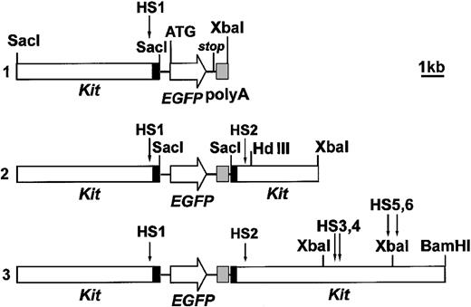 Figure 2. Schematic representation of constructs 1, 2, and 3. EGFP not to scale. The indicated ATG corresponds to the first ATG of the Kit gene and is fused in frame (at NcoI site) to the open reading frame of the EGFP construct. Exon 1 (black box) is split by the Sac I cut.