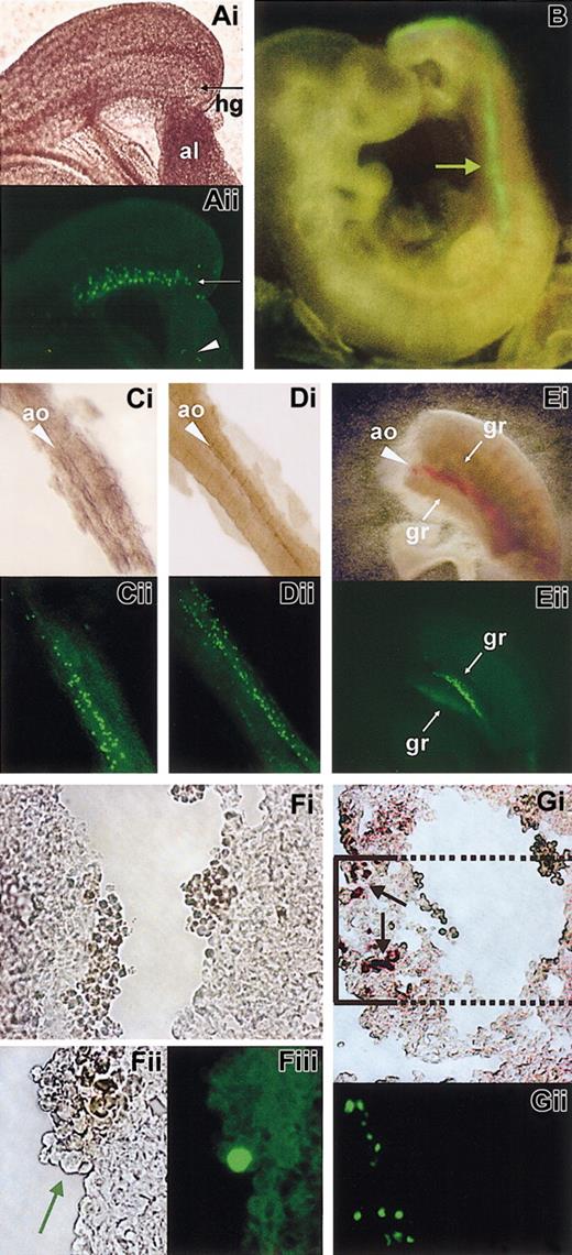 Figure 3. GFP expression of construct 3 in the allantoid, aorta, and gonadal ridges regions. Each panel shows the image in bright field (i) and fluorescence (ii). Panel B shows fluorescence only, and panels Fi and Fii are bright field images. (A) E8 allantoid. An arrow points to the hindgut region. An arrowhead in Aii points to a group of fluorescent cells in the allantoid. (B) E9.5 embryo. An arrow points to the fluorescent streak. (C-D) E9.5 dissected aortas with some adjacent mesenchyme. (E) lateral view of an embryo (E10.5) truncated below and above the AGM region. One of the fluorescent gonadal ridges is out of focus. (F) Cross-section of E9.5 aorta and magnification of a detail; note the large fluorescent cell in Fiii, shown by an arrow in Fii. (G) Cross-section of the aorta. (Gi) AP+ cells in the ventral part are indicated by arrows. The box indicates the area corresponding to the fluorescence image (enlarged) shown in panel Gii. (Gii) GFP (anti-HA) staining of the same region of the adjacent section. In the panels, ao indicates aorta; al, allantoid; gr, gonadal ridge; and hg, hindgut. Note that nontransgenic control embryos (and dissected organs) were completely nonfluorescent, even with exposure times of 90 seconds (versus 8-15 seconds as used here). Original magnifications are × 100 (A), × 20 (B), × 40 (C-E), × 100 (Fi), × 400 (Fii-iii), and × 100 (G).