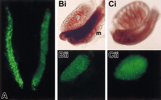 Figure 4. GFP expression of construct 3 in the gonads. Bright field (i) and fluorescence (ii) images are shown. Panel A shows fluorescence image only. (A) E11.5 dissected AGM. Only the gonadal ridges are fluorescent. (B-C) E13.5 female and male gonads with the adjacent mesonephros. Note the absence of staining of the mesonephros. Note that qualitatively similar results are obtained with constructs 1 and 2; g indicates gonad, and m indicates mesonephros. Original magnifications are × 40 (A) and × 20 (B-C).