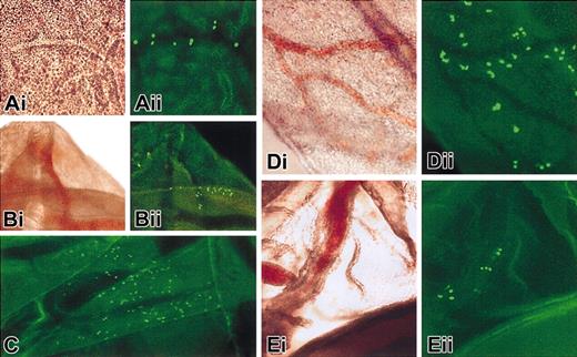 Figure 5. GFP expression of construct 3 in yolk sac and vitelline vessels (E11.5). Brightfield (i) and fluorescence (ii) images are shown. (A-D) Yolk sac. (E) Vitelline vessels. Note that qualitatively similar results are obtained with construct 2 (C), but no expression is seen with construct 1, and no nonspecific fluorescence is detected with nontransgenic embryos. Original magnification, × 40 for all panels.