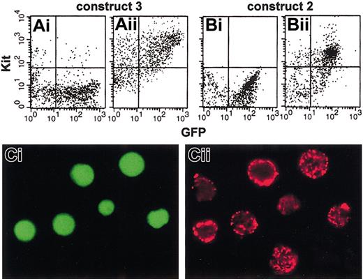 Figure 7. GFP expression in Kit+ fetal liver and yolk sac cells. (A-B) FACS analysis of GFP and Kit fluorescence in fetal liver cells at E11.5. (A) Construct 3. (B) Construct 2. (Ai,Bi) Second antibody; (Aii,Bii) first and second antibodies. (C) GFP (green; Ci) and Kit (red; Cii) fluorescence in E9.5 yolk sac cells. No expression is seen with construct 1. Original magnification, × 400.