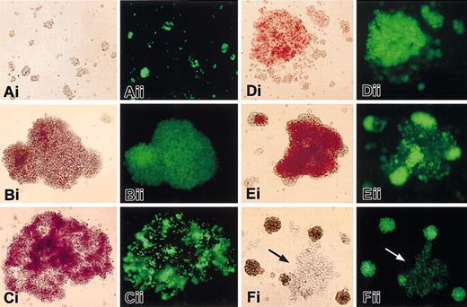 Figure 8. GFP expression in hematopoietic colonies from mice transgenic for construct 3. Cells were observed in the visible (i) and fluorescent (ii) light at day 4 to 5 of culture (A) and day 9 to 12 (B, CFU-mix; C-E, BFU-E; F, CFU-mix). Original magnification, × 100. Similar results are obtained also with construct 2, both using fetal liver and marrow cells. No fluorescence is seen with cells from construct 1 mice, and from nontransgenic controls. Arrows in panel F point to a group of myelomonocytic cells expressing little or no GFP.