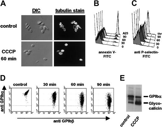 Figure 2. Functional and morphological changes observed on CCCP-treated platelets resemble platelet storage lesion. (A) Washed mouse platelets were treated with DMSO (control) or CCCP for 60 minutes. Platelets were immediately fixed, permeabilized, and stained for tubulin-β1 and tubulin-β2, and tubulin-α. DIC indicates differential interference contrast images; tubulin stain, immunofluorescence images. Original magnification, × 1000. (B,C) Platelets were stained with annexin V-FITC or RB40.34-FITC (anti-P-selectin) and immediately analyzed on a FACScalibur. 0 indicates DMSO; 30,60,90, platelets treated with CCCP for 30, 60, or 90 minutes; A23, platelets activated for 10 minutes with 50 μg/mL A23187; thr, platelets activated for 10 minutes with 0.5 U/mL thrombin. (D) Dual-color analysis of control (DMSO) and CCCP-treated platelets stained for GPIbα and GPIbβ. (E) Immunoblot analysis of platelet lysates. Cells were treated for 60 minutes with DMSO (control) or CCCP, lysed by addition of 2 × SDS sample buffer, and proteins were separated by 10% SDS-PAGE. Results are representative of 5 individual experiments.