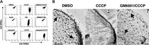 Figure 5. Inhibition of metalloproteinase activity prevents cleavage of GPIbα on damaged platelets. (A) Surface expression of GPIbα and GPIbβ as determined by flow cytometry. Upper panel: washed platelets treated for 60 minutes with DMSO, CCCP, or GM6001/CCCP. Middle panel: PRP aged for 16 hours at 37°C in the presence (GM6001/16 h) or absence (16 h) of GM6001. Lower panel: washed platelets treated for 60 minutes with calpeptin (25 μM), CCCP, or calpeptin/CCCP. Results are representative of 5 experiments. (B) Washed platelets treated for 60 minutes with DMSO, CCCP, or GM6001/CCCP were surface labeled by 10 nm anti-GPIbα immunogold. As previously reported, anti-GPIbα immunogold is found in linear arrays on the surface of the resting mouse platelet.48 This topology is preserved when platelets are treated with CCCP in the presence of GM6001. Anti-GPIbα immunogold does not label the surface of CCCP-treated platelets. Shown are representative electron micrographs; the bar is 100 nm; arrows point to gold particles bound to surface-expressed GPIbα.