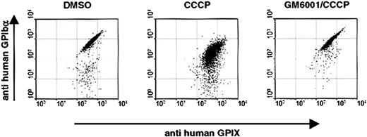 Figure 6. Inhibition of metalloproteinase activity prevents cleavage of GPIbα on CCCP-treated human platelets. Washed human platelets were treated for 8 hours at 37°C with DMSO, CCCP, or GM6001/CCCP. Cells were stained with monoclonal antibodies against GPIbα and GPIX and analyzed by flow cytometry. Results are representative of 5 experiments.