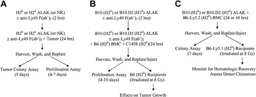Figure 2. Schematic representations of cocultures, in vitro assays, and BMT. NK or ALAK cells with or without pretreatment with F(ab′)2 fragments of anti-Ly49 antibodies were cultured with C1498 or P815, BMCs contaminated with C1498, or BMCs alone for 24 hours before further use, as described in “Materials and methods.” (A) In vitro colony or proliferation assays. (B) Ex vivo purging protocol for BMCs contaminated with C1498 and BMT. (C) Adaptation of ex vivo purging protocol to examine the effects on BMCs.