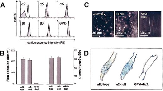 Figure 1. Platelet adhesion and thrombus formation in α2-null mice. (A) Flow cytometric analysis of glycoprotein expression on wild-type (black line) and α2-null (shaded area) mice. (B) Platelet-vessel wall interactions after vascular injury were investigated in wild-type, α2-null, and GPVI-deficient mice by in vivo fluorescence microscopy of the common carotid artery in situ. The left and right graphs summarize platelet adhesion and aggregate formation, respectively, of 7 experiments per group. Results are shown as mean ± SEM. (C) The photomicrographs show representative in vivo fluorescence microscopy images 3 minutes after injury in wild-type, α2-null, and GPVI-deficient mice. (D) Representative histologic sections of carotid arteries 20 minutes after injury demonstrating large platelet-rich thrombi wild-type, α2-null, but not GPVI-deficient mice. Sections stained with toluidine blue/basic fuchsin; original magnification, × 5.