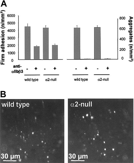 Figure 2. Effect of αIIbβ3 inhibition on platelet adhesion and aggregate formation in wild-type and α2-null mice. (A) Fluorescent wild-type or α2-null platelets were preincubated with 50 μg/mL anti-αIIbβ3 (JON/A F(ab)2 fragments) and injected into recipient mice of the same genotype. Platelet adhesion and aggregate formation following vascular injury were determined by intravital video fluorescence microscopy. The left and right graphs summarize platelet adhesion and aggregate formation, respectively, with and without αIIbβ3 inhibition. The results are presented as mean ± SEM of 7 experiments per group. (B) The photomicrographs show representative in vivo fluorescence microscopy images 3 minutes after injury, illustrating platelet adhesion in wild-type and α2-null mice in the presence of anti-αIIbβ3.